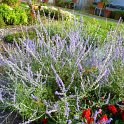 Perovskia atriplicifolia 'Little Spire'